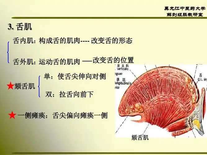 舌肌 舌内肌: 构成舌的肌肉---- 改变舌的形态 舌外肌: 运动舌的肌肉