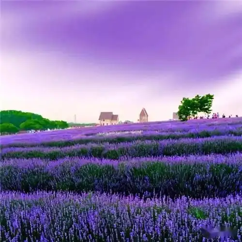 中老年头像大全微信吉利招财头像图片风景