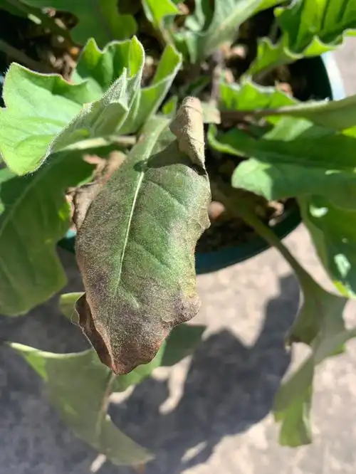 看花没有吧,这看叶子也不行了啊大神们这非洲菊到底咋养啊?