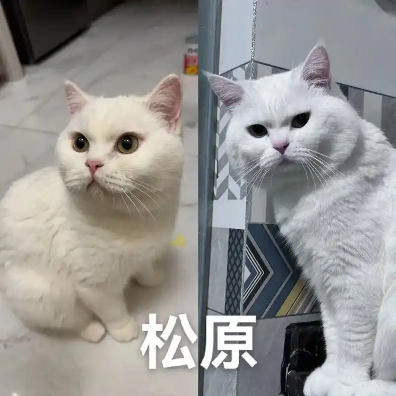 松原两只纯白英短