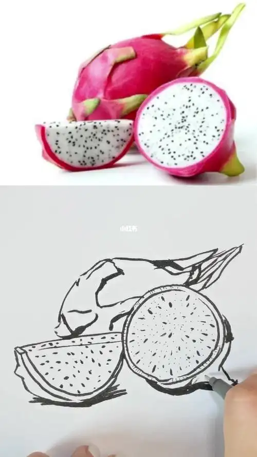 火龙果线描画法