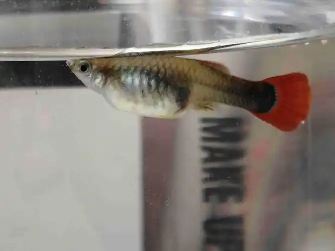 帮忙看看怀孕孔雀鱼还有多久生