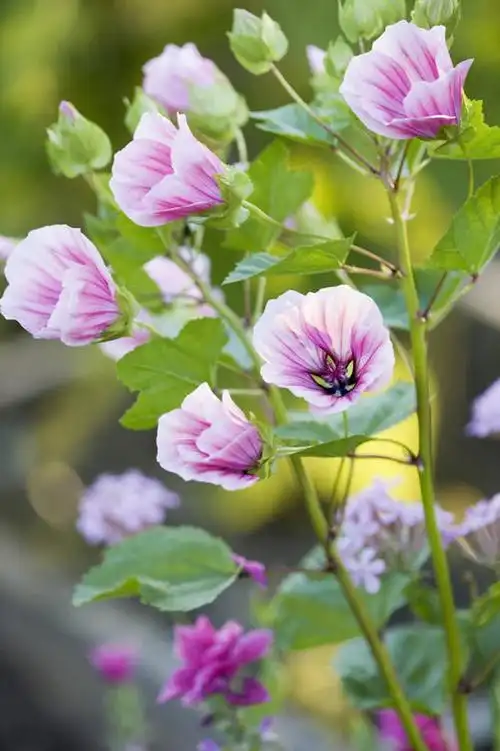 竖图,室外,特写,白天,美景,植物,叶子,景观,花,花瓣,粉色,自然,夏天