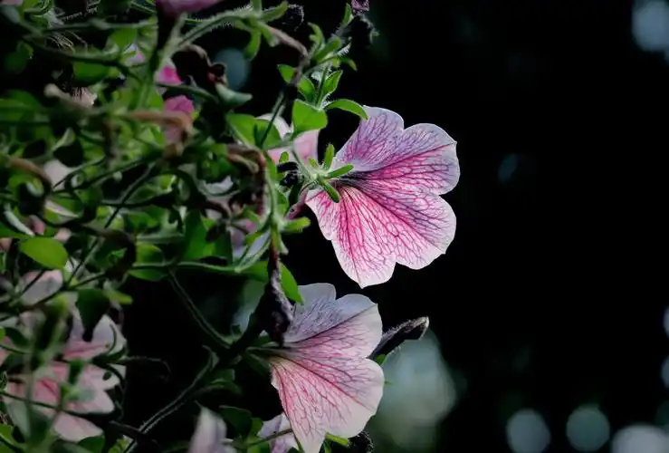 首发垂吊矮牵牛花