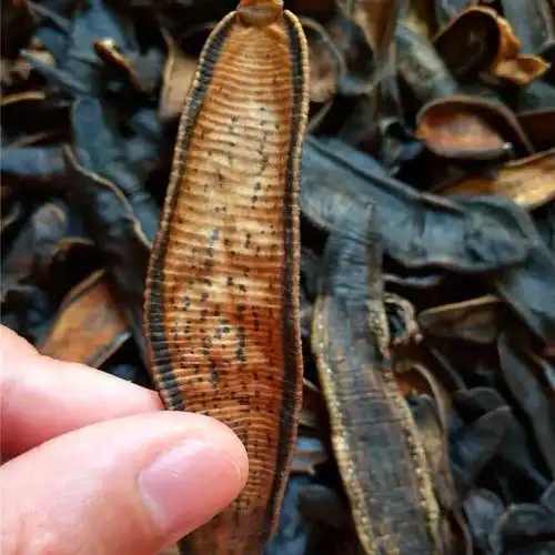 水蛭干货干品蚂蟥宽体金线蛭大水蛭非吊干可磨水蛭粉