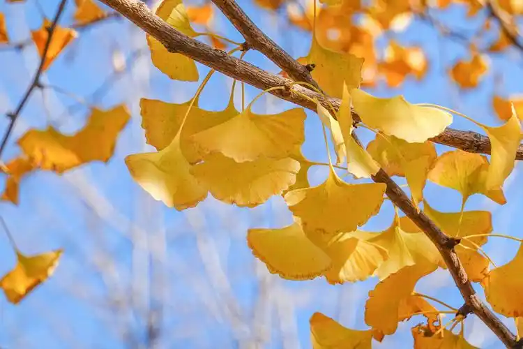 秋季蓝天金色银杏树叶特写