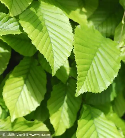 绿色的山毛榉的叶子