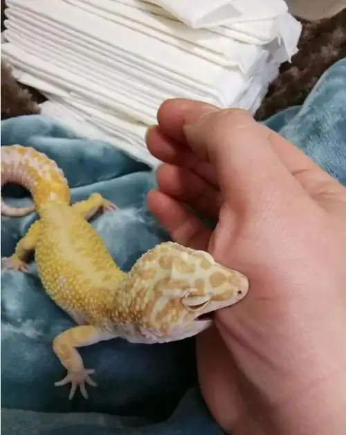 豹纹守宫哪个品种好看 它寿命多长咬人吗