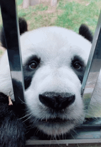 搞笑gif动态图:人家想吃好吃的,你这有没有啊