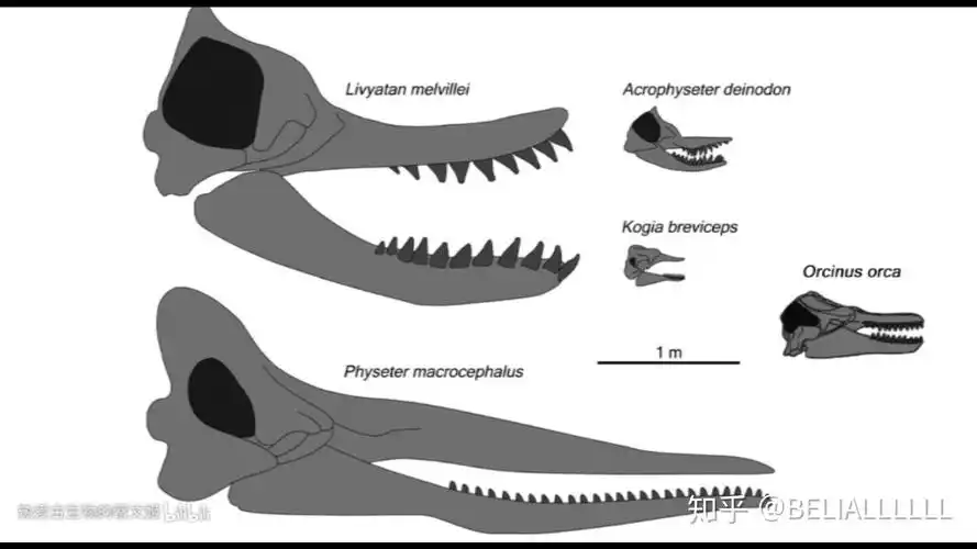 梅氏利维坦鲸和巨齿鲨哪个更厉害些? - 知乎