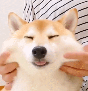 手感一定超好这肉肉的小圆脸微笑的柴柴奔向你呢!