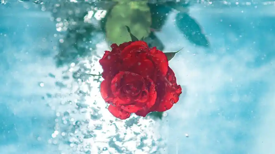 娇艳欲滴的水玫瑰壁纸