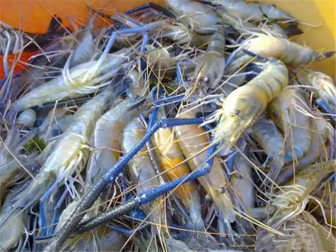 目前我国罗氏虾人工养殖存在的问题