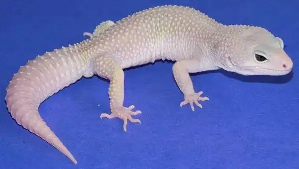 带你认识豹纹守宫暴风雪基因