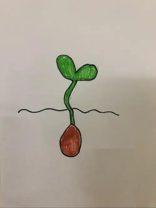 小种子发芽了啦
