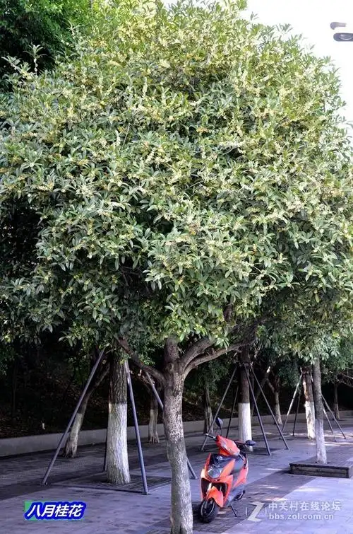 行道上八月桂花开