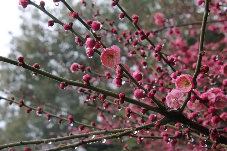 春暖花开的季节赏梅花