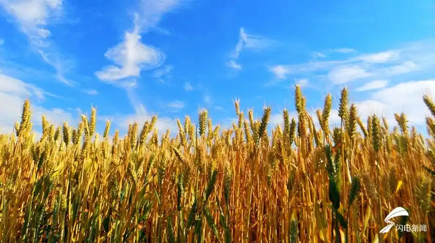 麦浪滚滚单县小麦进入成熟期一片金光