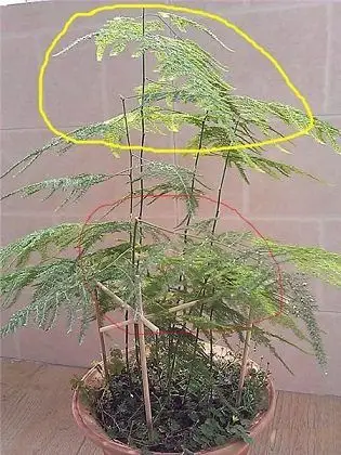 图解不同时期文竹的修剪方法