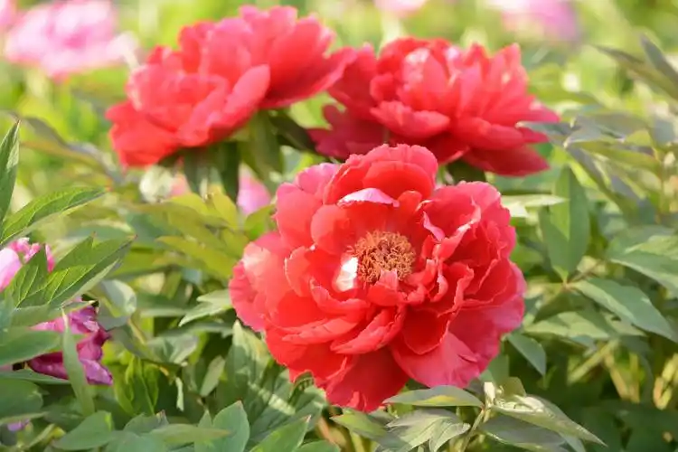 其它 人间最美～富贵牡丹 写美篇牡丹素有国色天香,花中之王的美誉.