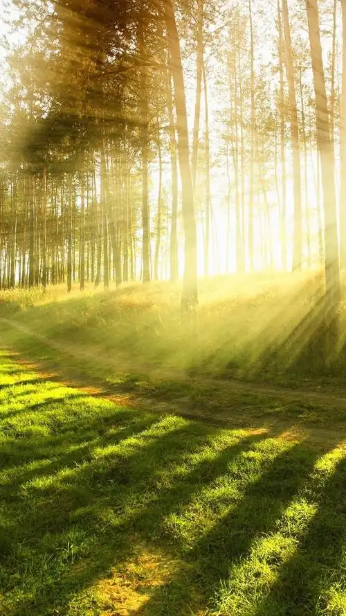 阳光下的养眼树林风景,高清图片,手机壁纸