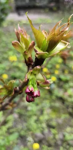 难得一见的车厘子开花