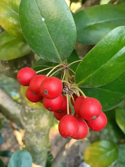 你认识这个小红果果吗首发
