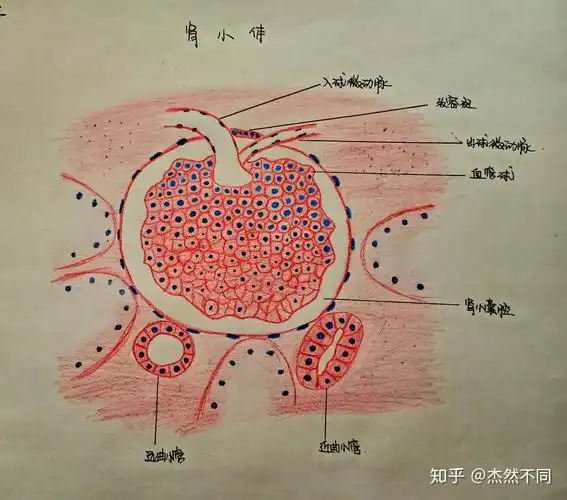 组胚红蓝手绘图第六课