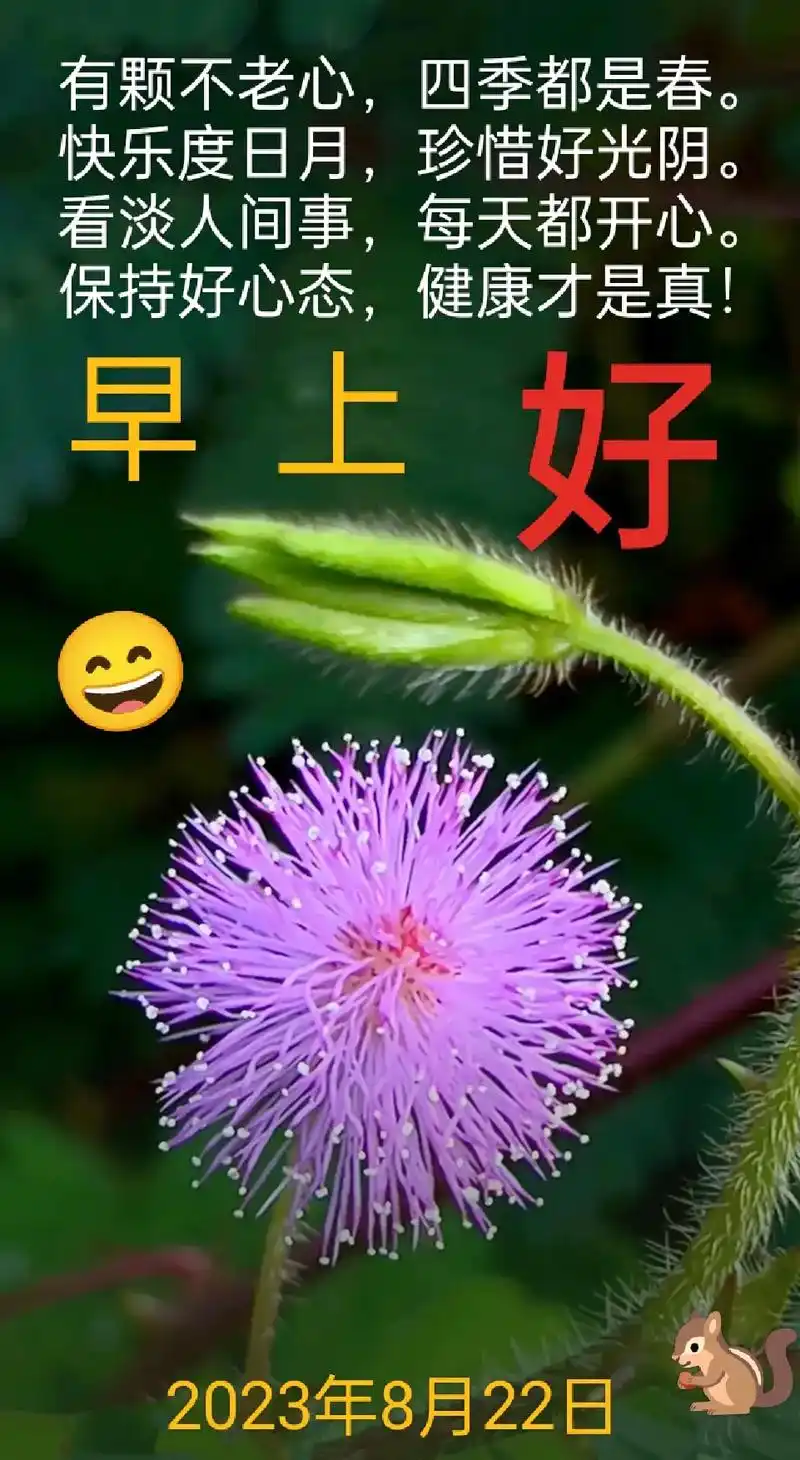 健康平安一声早安送至耳边早晨好早上好2023年8月22日顺心如意快乐