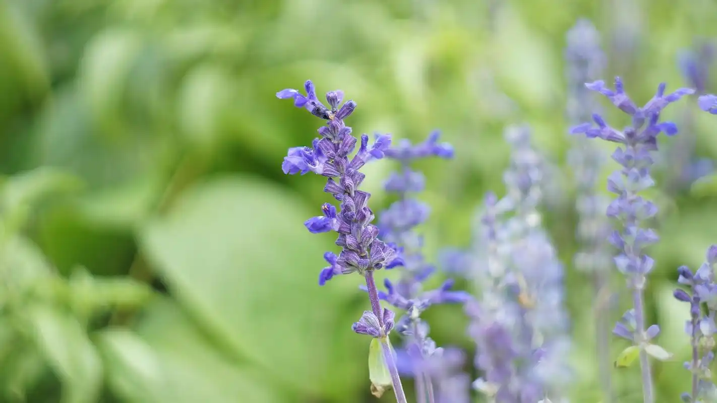 唯美清新植物微距摄影图片高清桌面壁纸