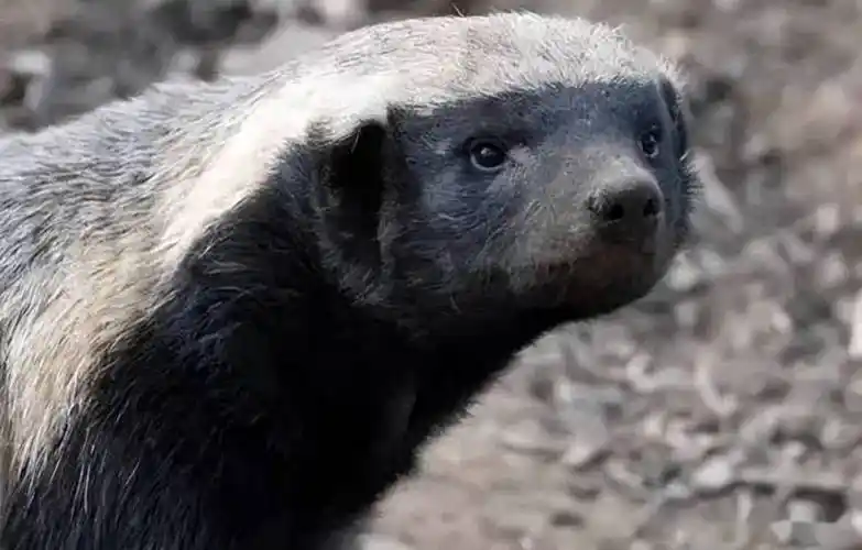 很"能打"的平头哥——银钢蜜獾150测评_搜狐汽车_搜狐网