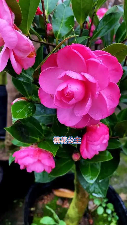 桃花公主茶花,开的太美了,仙气飘飘!