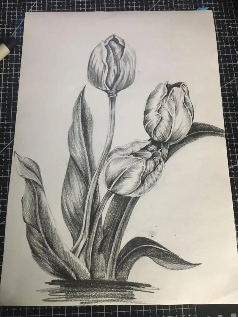 素描郁金香93 素描郁金香临摹绘画