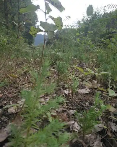 因为吃着太酸了,我们叫它"尿柑子"这个叫不上名字,在农村生活过的伙伴