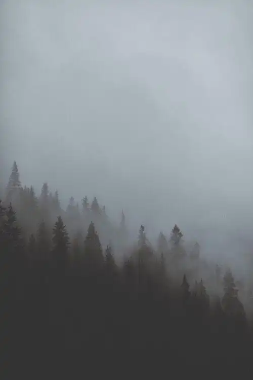 森林 雾 from pinterest