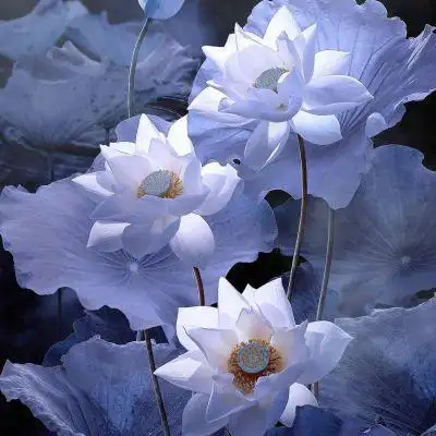 荷花头像/抖音/气质女孩专属_微信头像_我要个性网