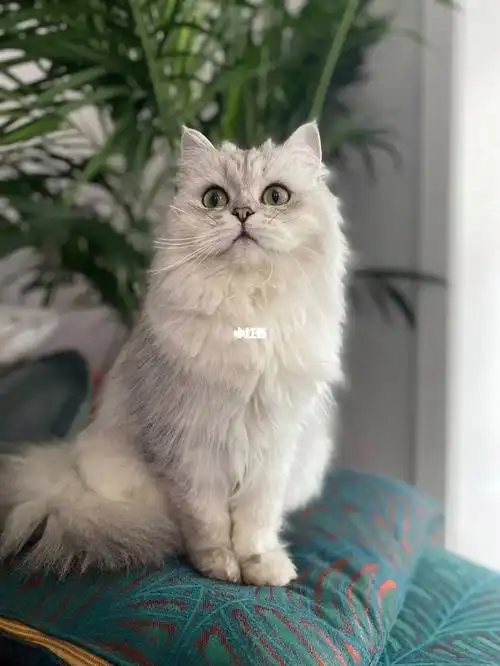 长毛银渐层弟弟妹妹特价全款1200