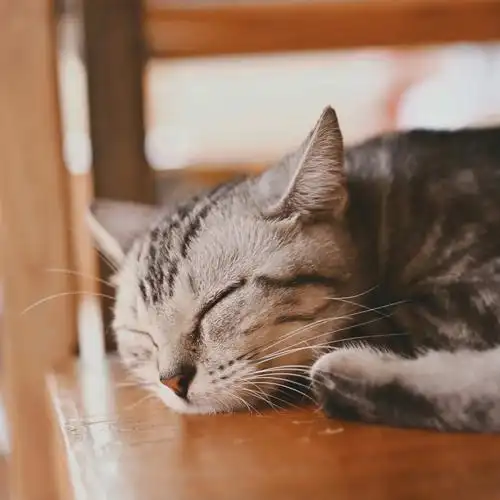 睡着的小猫咪太可爱了哇