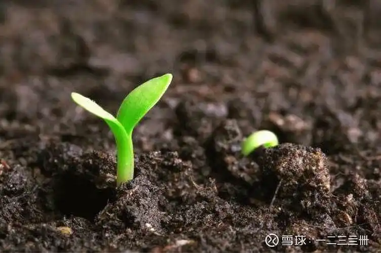 种下希望 所有的种子,破土而出的时候,不会去想,遇到的是风雨,还是