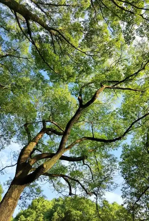 嫩嫩的绿叶告诉我们上海的春天来了