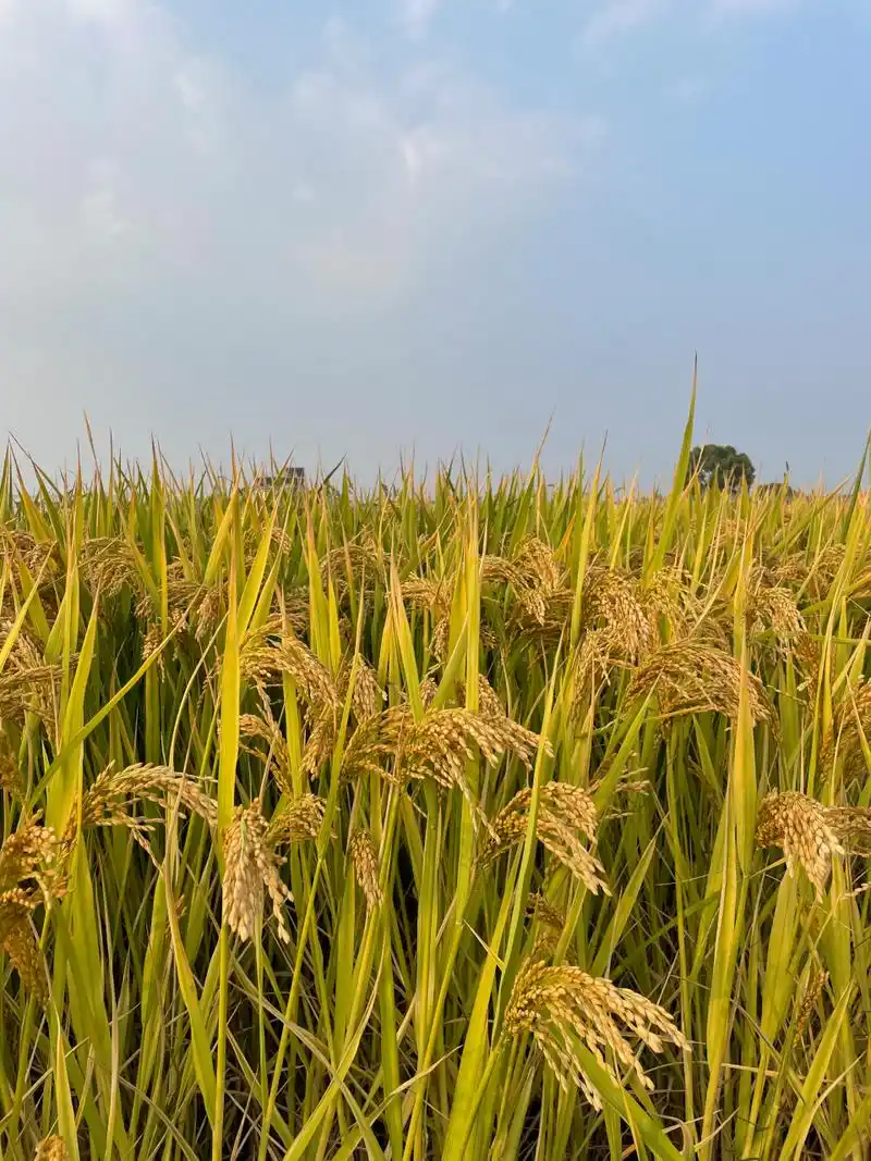 秋天丰收季节乡村风景