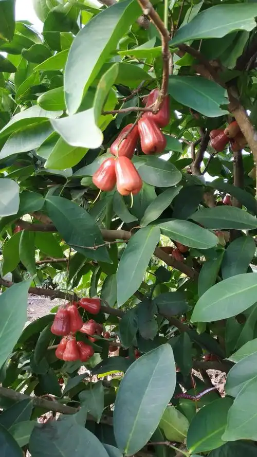 人梅子,手机13807634288或微我 梅子莲雾园黑金刚,大叶红两个品种莲雾