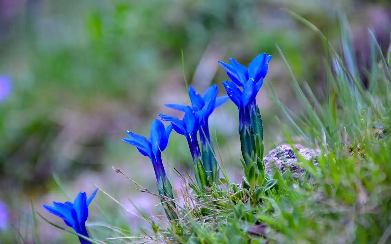 唯美紫色龙胆花图片桌面壁纸