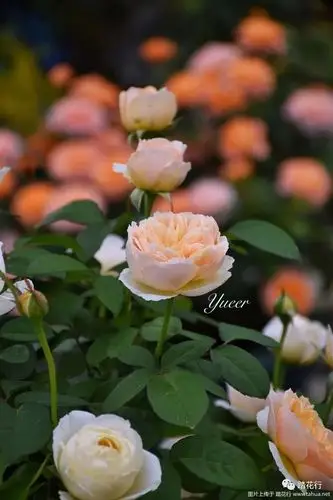 月季欣赏朱丽叶