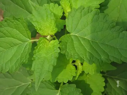 藿香和薄荷你真的分清了吗?