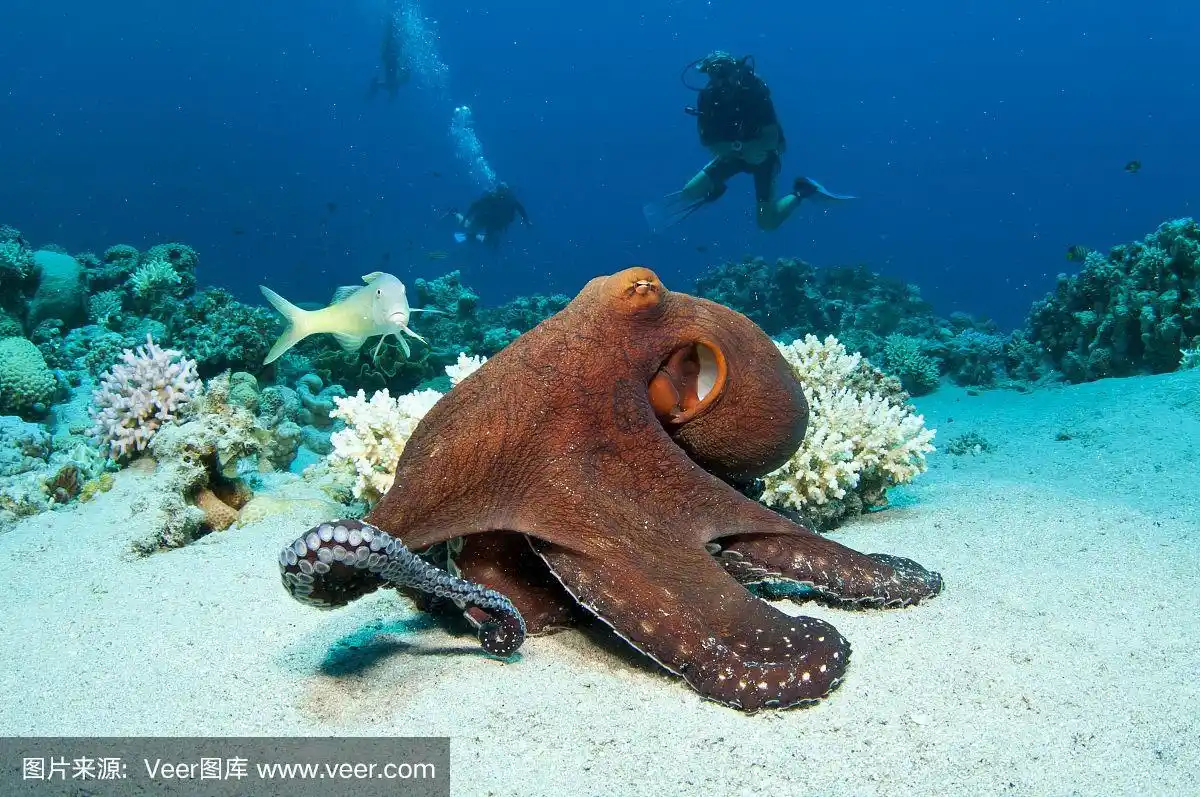 海底的一只红色大章鱼