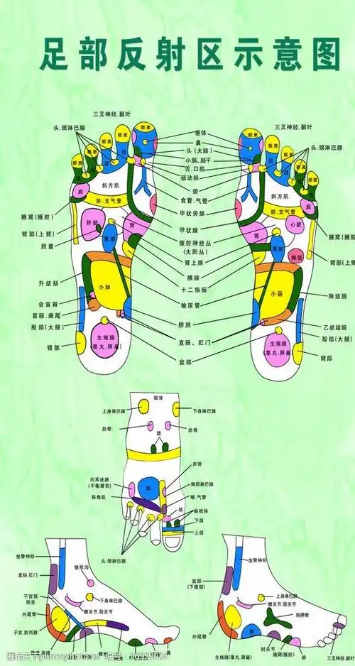 足部反射区示意图图片