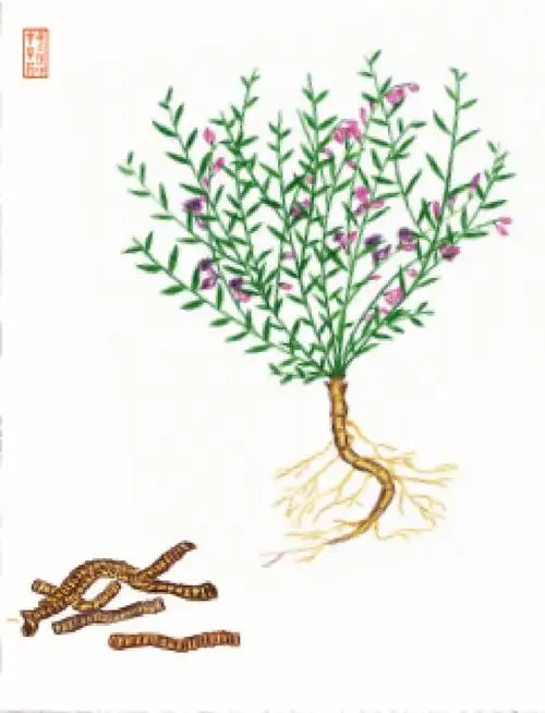 每天懂一味中草药—远志