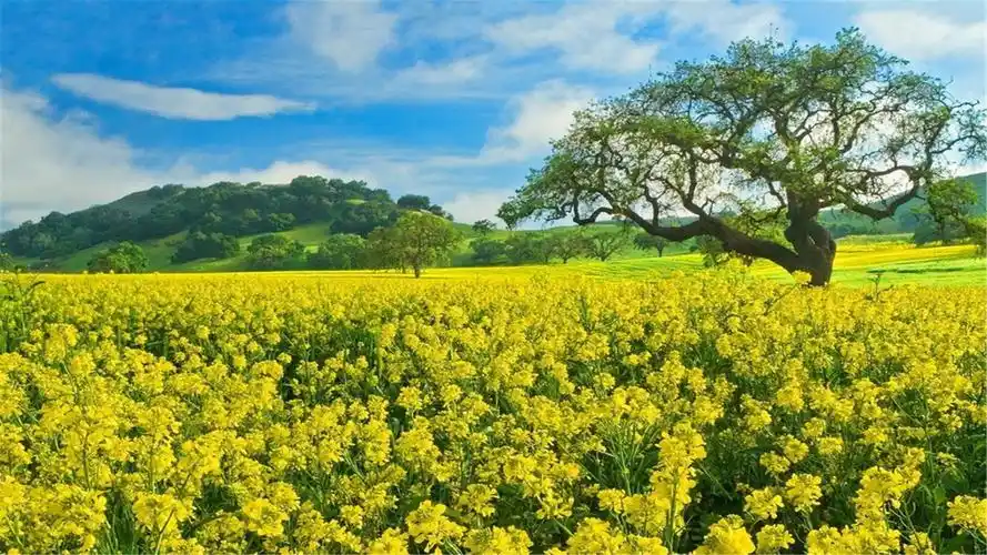 82张护眼电脑桌面壁纸尺寸(1920x1080)适合任何电脑尺码,全是以绿色