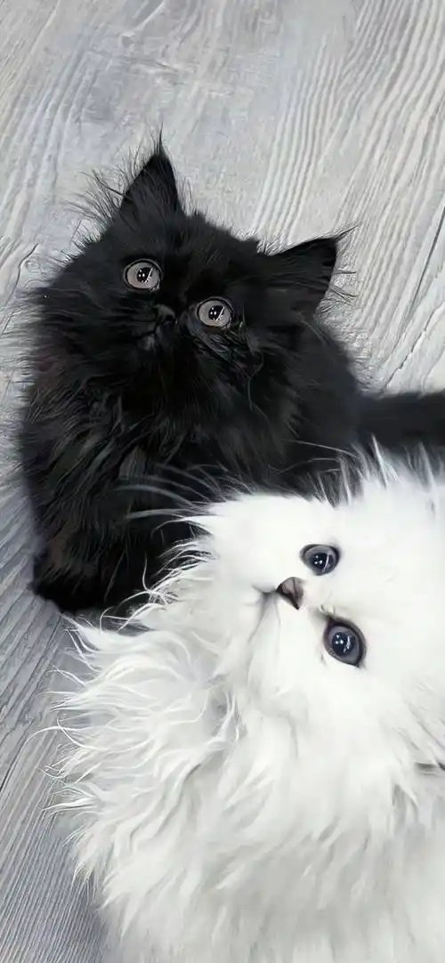 壁纸| ins高级质感363436373039壁纸_loveeee